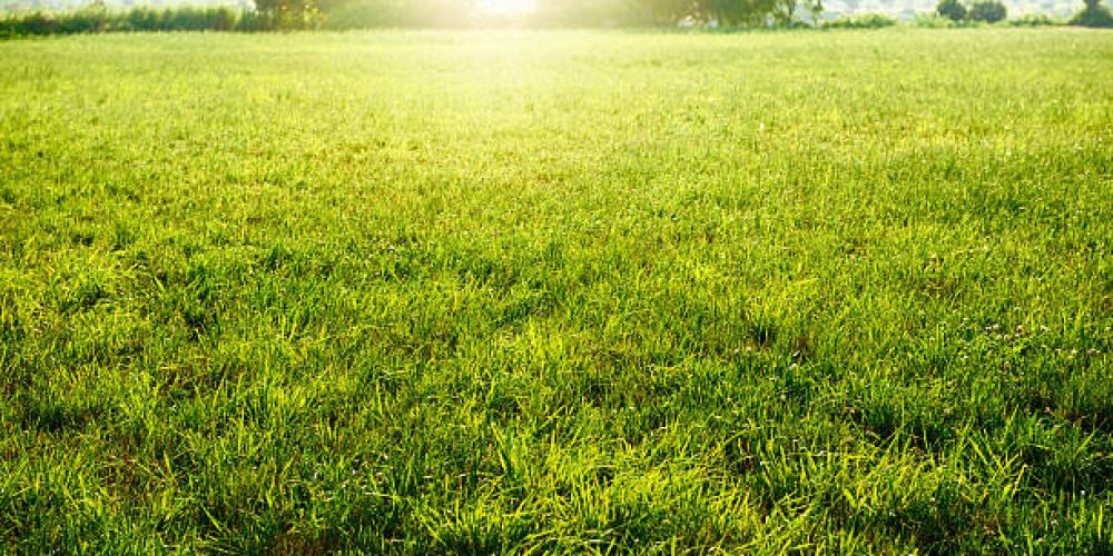 Field of fresh green. Square of grass. Suburb in Tokyo. Riverbed in the Tama River.